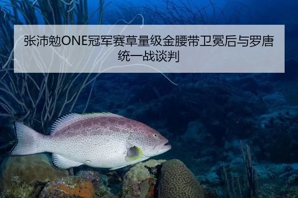 张沛勉ONE冠军赛草量级金腰带卫冕后与罗唐统一战谈判
